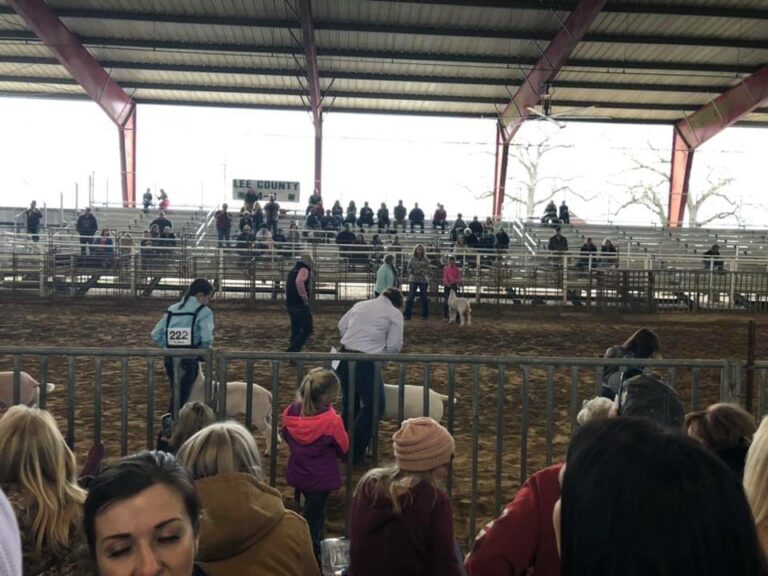 Lee County Jr. Livestock Show & Auction – KTEX 106.1