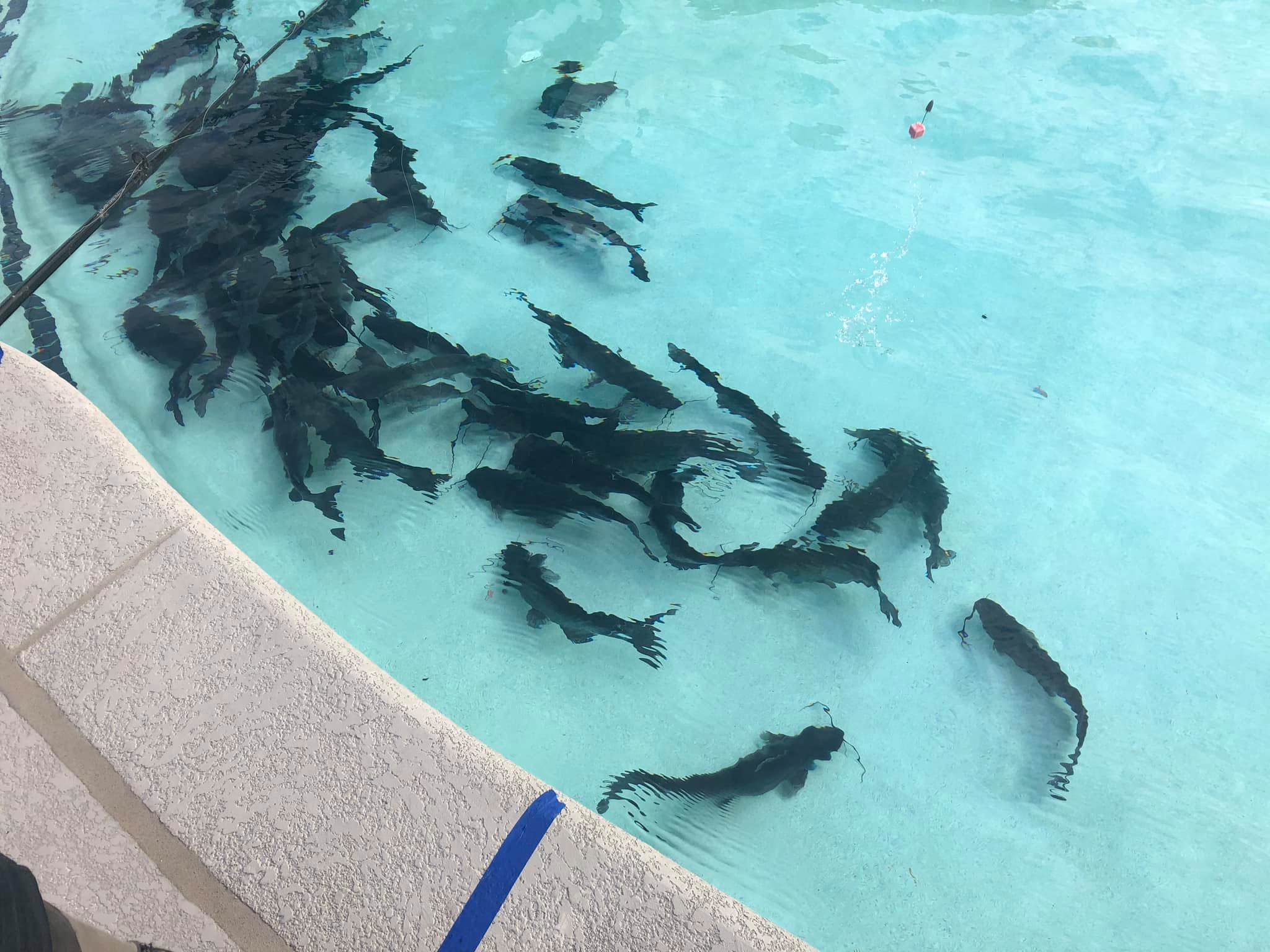 KIDFISH KTEX 106 1 kidfish-ktex-106-1